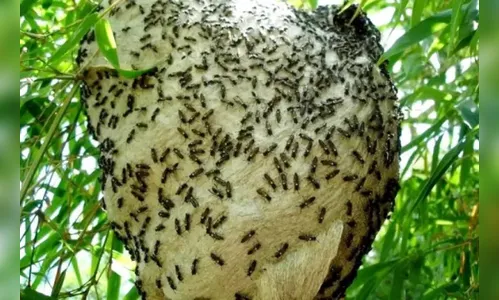 Morador do Paraná morre após ataque de marimbondos