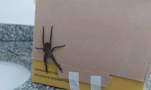 Uma das aranhas mais perigosas do mundo é encontrada em Apucarana
