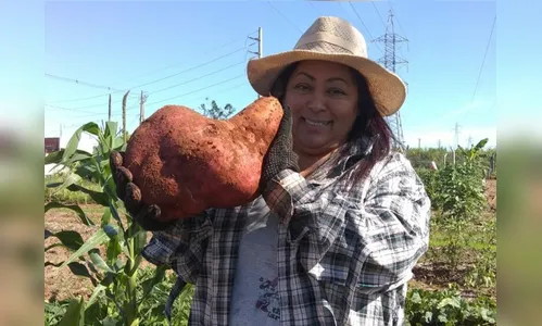 Paranaense colhe batata-doce gigante em horta comunitária; veja