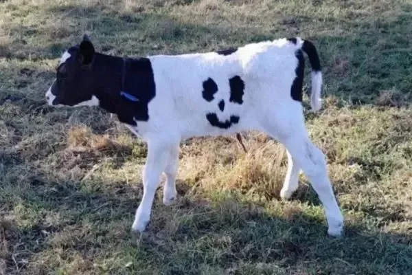 De acordo com o jornal local ABC, o animal nasceu em uma fazenda de laticínios