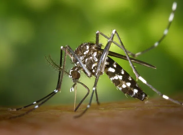 Há casos de dengue no Vale do Ivaí