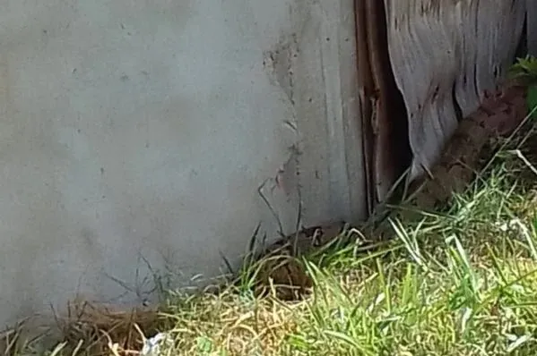 Moradores avistaram jiboia saindo de matagal