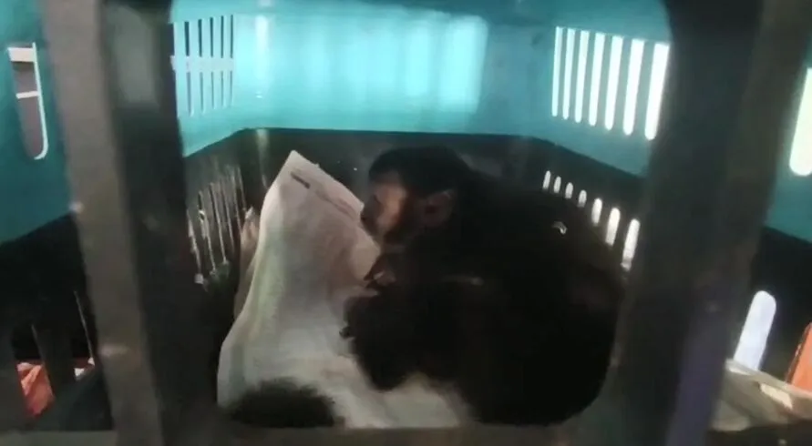 Polícia Ambiental encaminhou macaco para atendimento