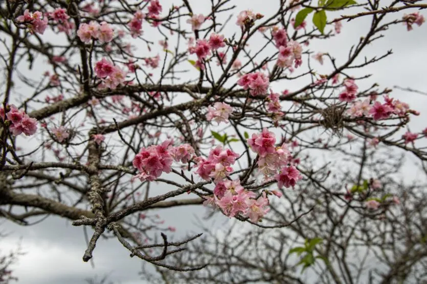 A árvore é natural do Japão