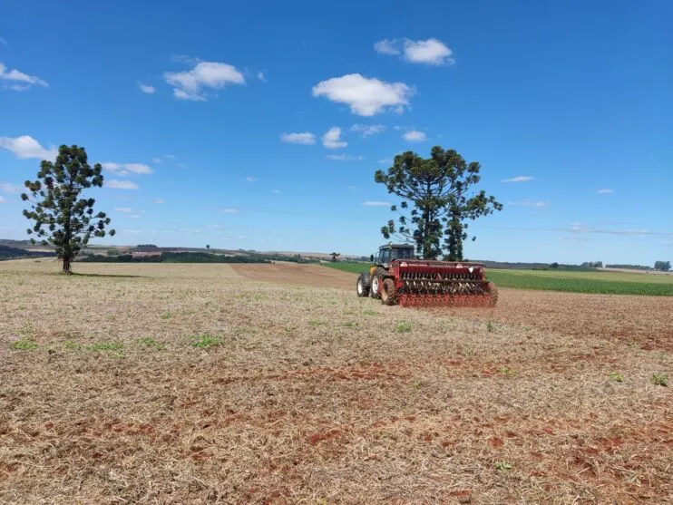 Área semeada com trigo na regional da Seab de Ivaiporã deve alcançar  68 mil  hectares