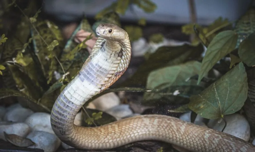 Cobra que o piloto diz ter visto é uma naja