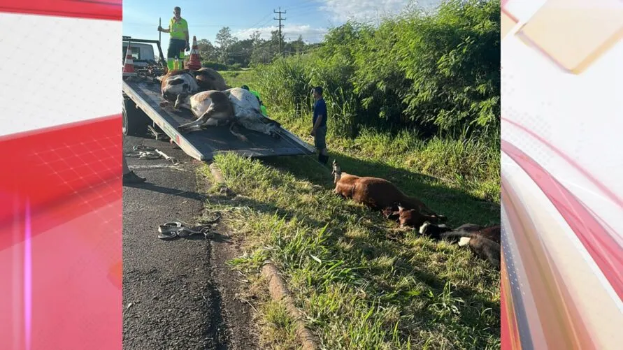 Dezenas de animais foram atropelados.