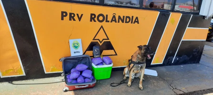 Droga foi localizada pelo cão Beor