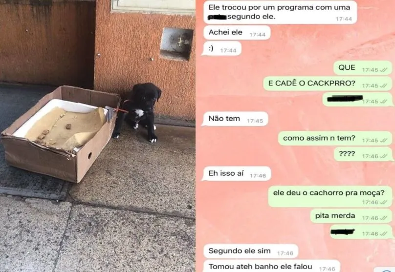 Imagens do filhote e da conversa entre os jovens