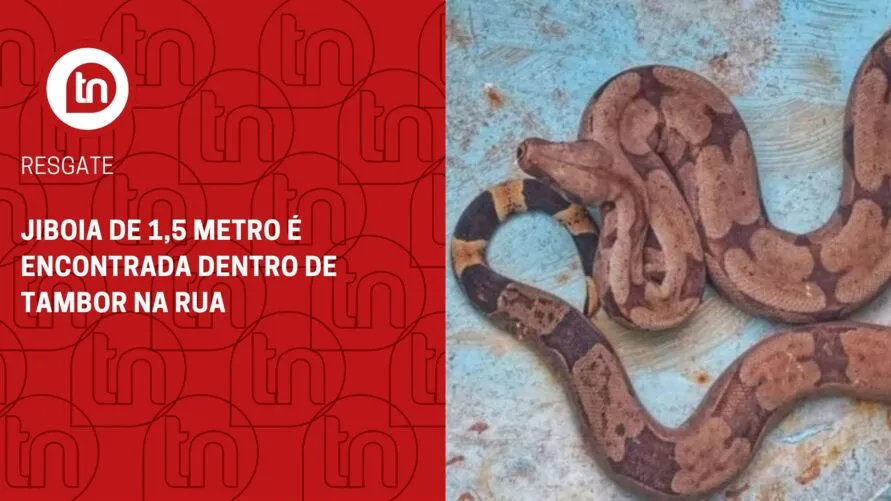 Jiboia de 1,5 metro é encontrada dentro de tambor na rua