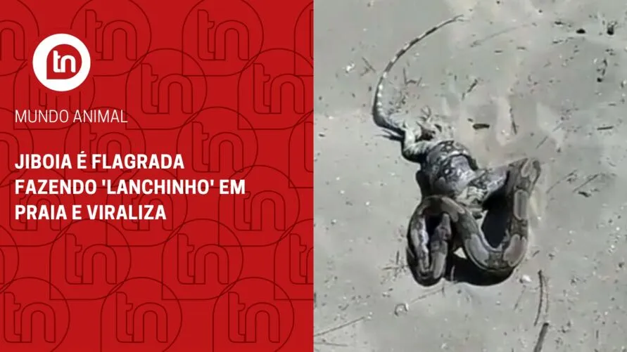 Jiboia é flagrada fazendo 'lanchinho' em praia e viraliza