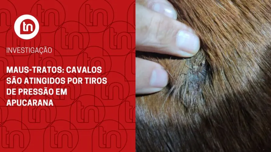 Maus-tratos: cavalos são atingidos por tiros de pressão em Apucarana