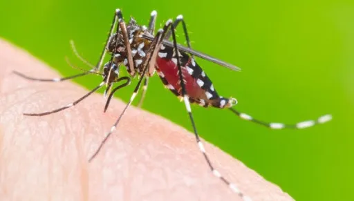 O novo boletim também confirmou mais 30 casos de chikungunya