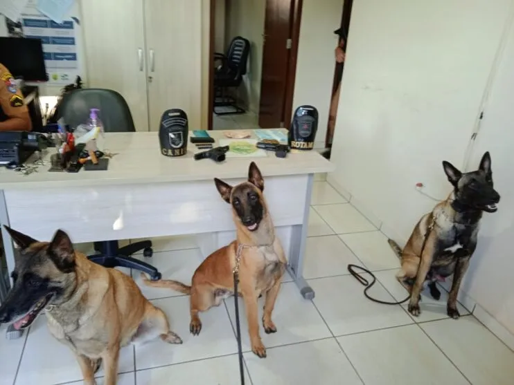 cães de faro Zara, Smoke e Buddy