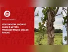 Impressionante: jiboia se camufla em árvore, dá bote e captura anu