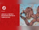 Jiboia de 1,5 metro é encontrada dentro de tambor na rua
