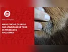 Maus-tratos: cavalos são atingidos por tiros de pressão em Apucarana