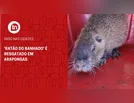 Raro nas cidades: 'Ratão do Banhado' é resgatado em Arapongas