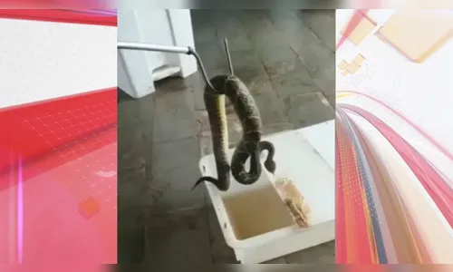 Cobra é capturada dentro de empresa no Paraná; vídeo