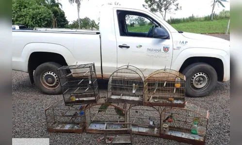 Seis aves silvestres são resgatadas de criador clandestino em Perobal