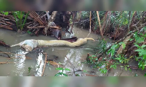 Imagens mostram sucuri que morreu engasgada ao tentar engolir cão