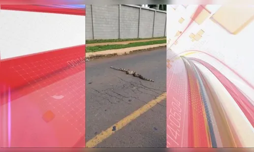 Jiboia 'fugitiva' é flagrada em rua do PR e ataca morador; assista