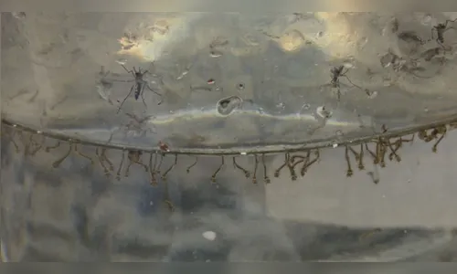 Foz do Iguaçu registra terceiro óbito por dengue; saiba mais