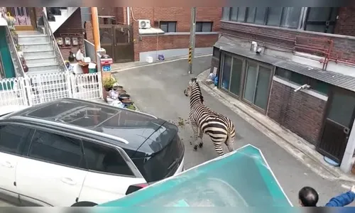 Vídeo: zebra foge de parque para 