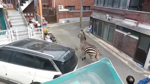 A zebra ficou solta por cerca de três horas