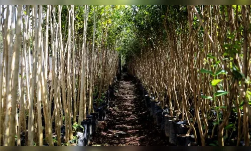 Prefeitura vai plantar 2.500 árvores em Apucarana