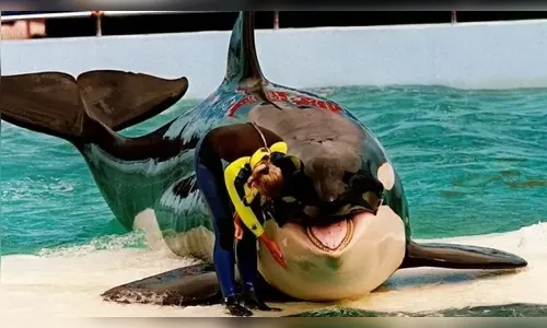 Orca Lolita será devolvida ao oceano após 52 anos em cativeiro