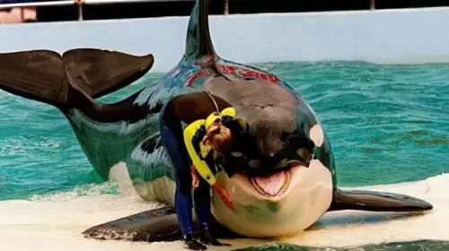 As apresentações da orca Lolita só foram encerradas em 2022