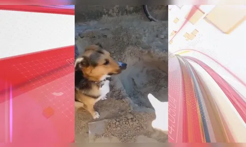 Cachorrinho viraliza nas redes depois de levar bronca por cavar buraco