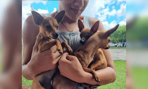 Programa Castrapet atende 256 animais em Arapongas