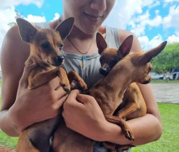 'Castrapet' foi realizado na quarta-feira (12), em Arapongas