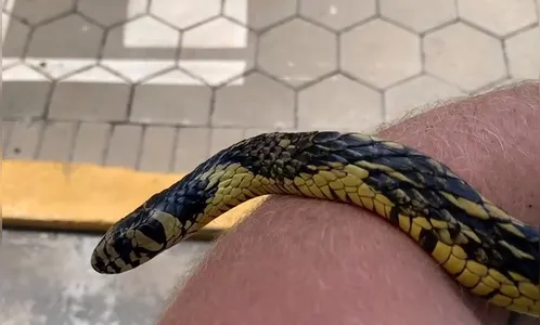 Vídeo: cobra caninana é resgatada na região de Aricanduva