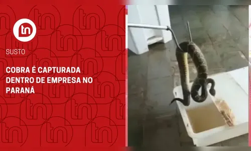 Cobra é capturada dentro de empresa no Paraná