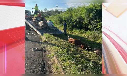 Dezenas de animais são atropelados após tentativa de furto no PR; veja