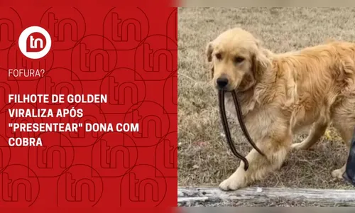Filhote de Golden viraliza após 