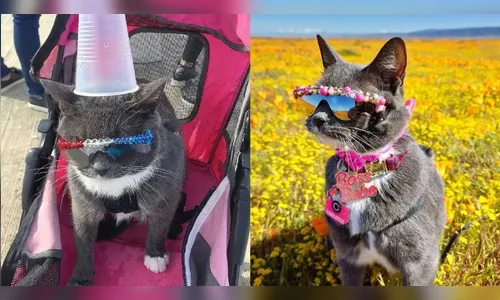 Mulher gasta mais de R$ 31 mil com óculos de sol para gata