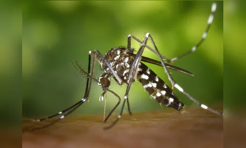 Paraná registra duas novas mortes por dengue; confira o boletim