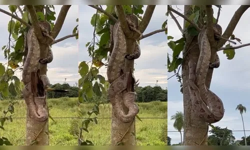 Impressionante: jiboia se camufla em árvore, dá bote e captura anu
