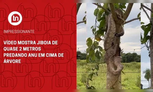 Impressionante: jiboia se camufla em árvore, dá bote e captura anu