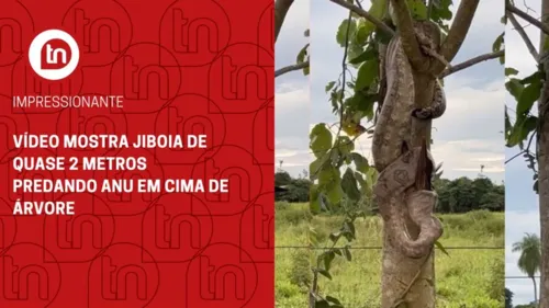 Impressionante: jiboia se camufla em árvore, dá bote e captura anu