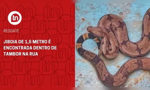 Jiboia de 1,5 metro é encontrada dentro de tambor na rua