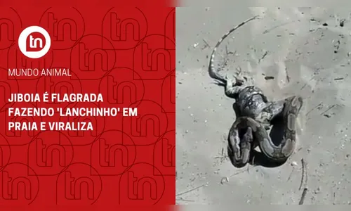 Jiboia é flagrada fazendo 'lanchinho' em praia e viraliza