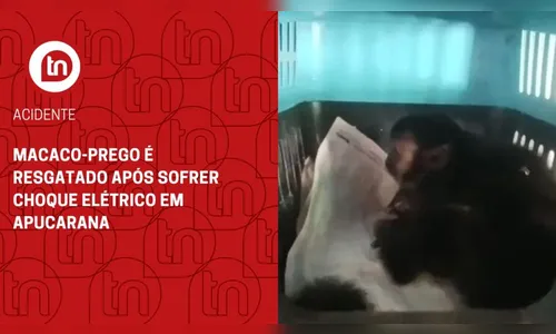 Macaco-prego é resgatado após sofrer choque elétrico em Apucarana