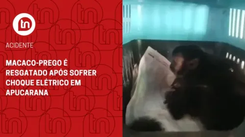 Macaco-prego é resgatado após sofrer choque elétrico em Apucarana