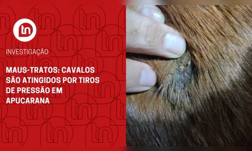 Maus-tratos: cavalos são atingidos por tiros de pressão em Apucarana