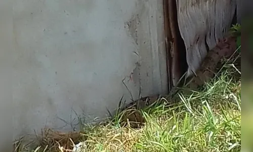 Jiboia assusta moradores de condomínio ao sair de matagal